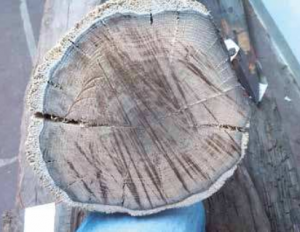 Maxbrücke Pfahlquerschnitt.png